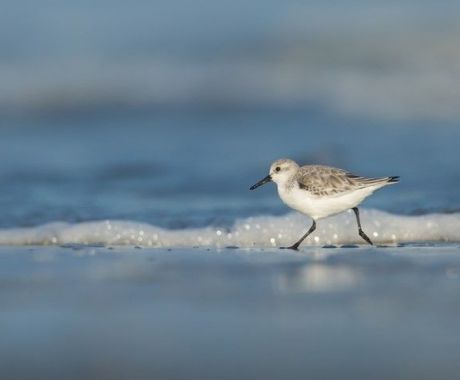 Strandloper