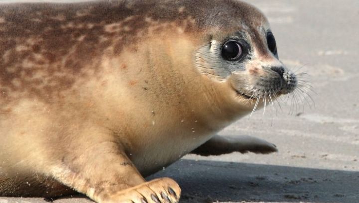 zeehonden op Schiermonnikoog