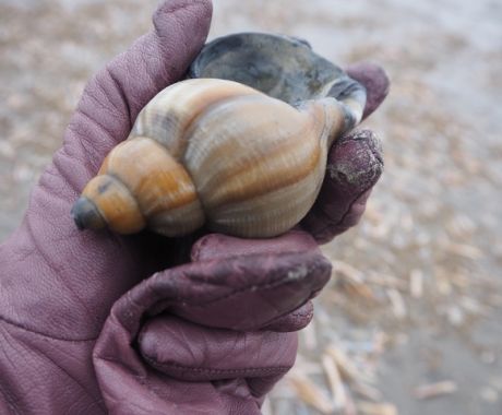 Een strandvondst (Alice Faber)