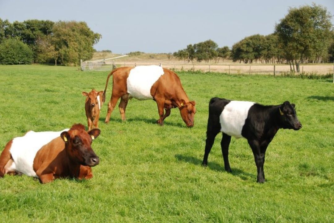 Vakantieboerderij Kooiplaats vakantiehuisjes