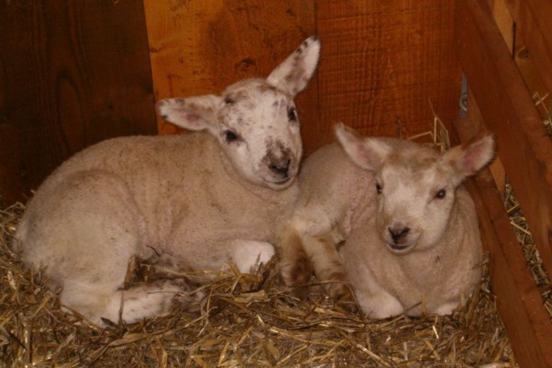 Vakantieboerderij Kooiplaats vakantiehuisjes