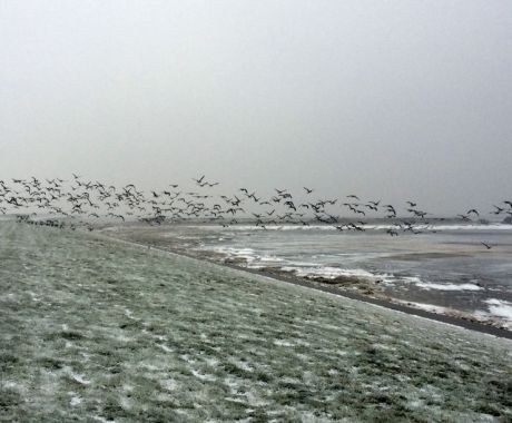 Aukje Litjens - Winterse Vogelvlucht