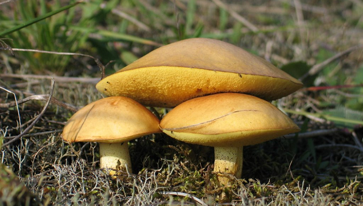 Paddestoelen op Schiermonnikoog