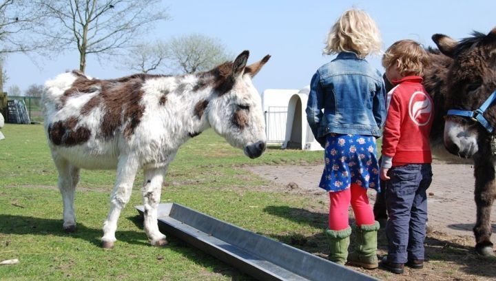 Dier en speelweide Witte Winde