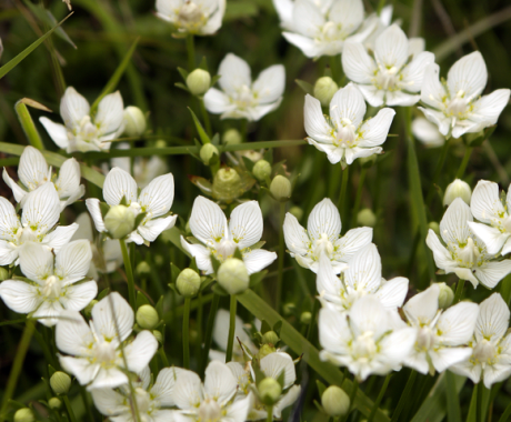 Parnassia