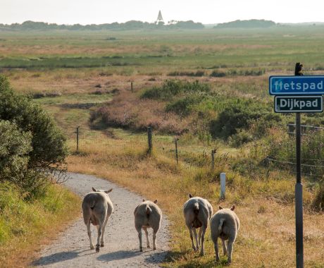 Begrazing op de kwelders