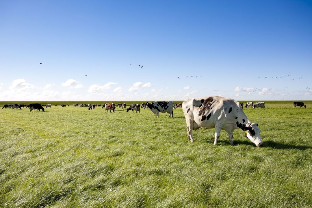 Vakantieboerderij Eureca - ingerichte gezinstenten