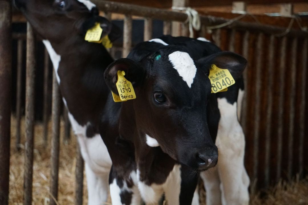 Vakantieboerderij Eureca - ingerichte gezinstenten