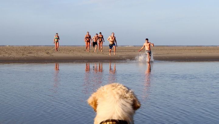 vakantiehuisjes met hond schiermonnikoog