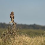 roofvogels spotten op Schiermonnikoog
