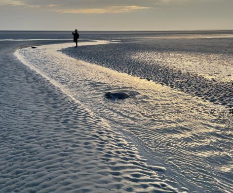 Zeehond op de Balg