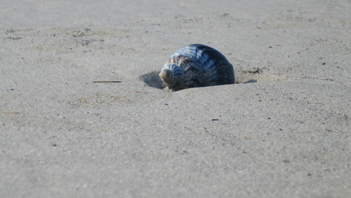 Strand en schelp