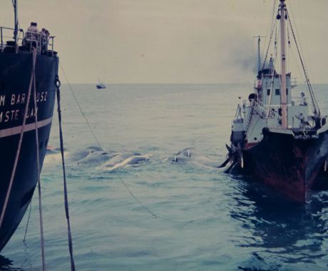 Willem Barentsz met walvisjager  (credits fotografiek.nl)