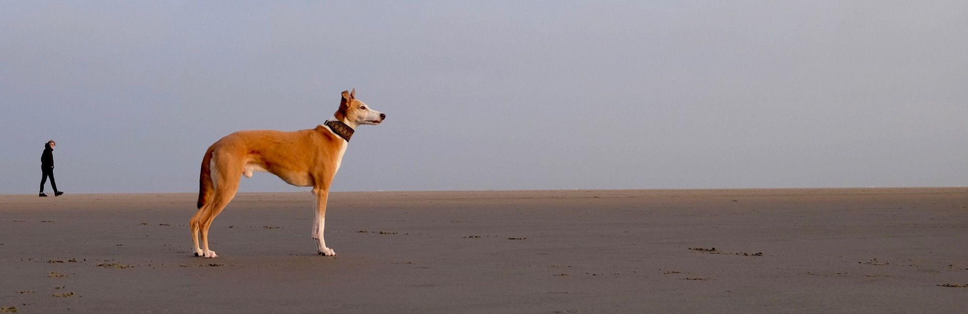 op het Schiermonnikoger strand met je hond