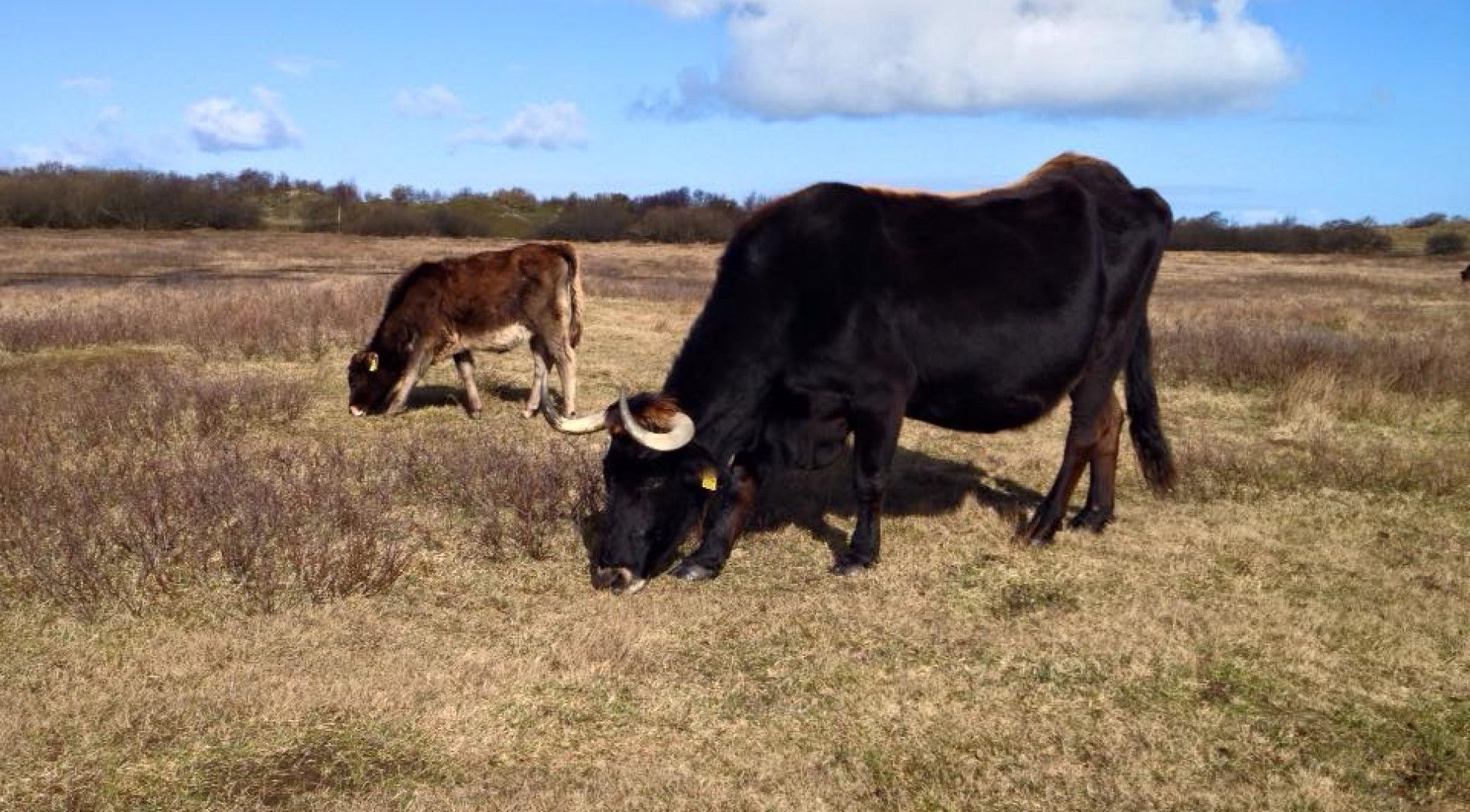 oerrund op Schier