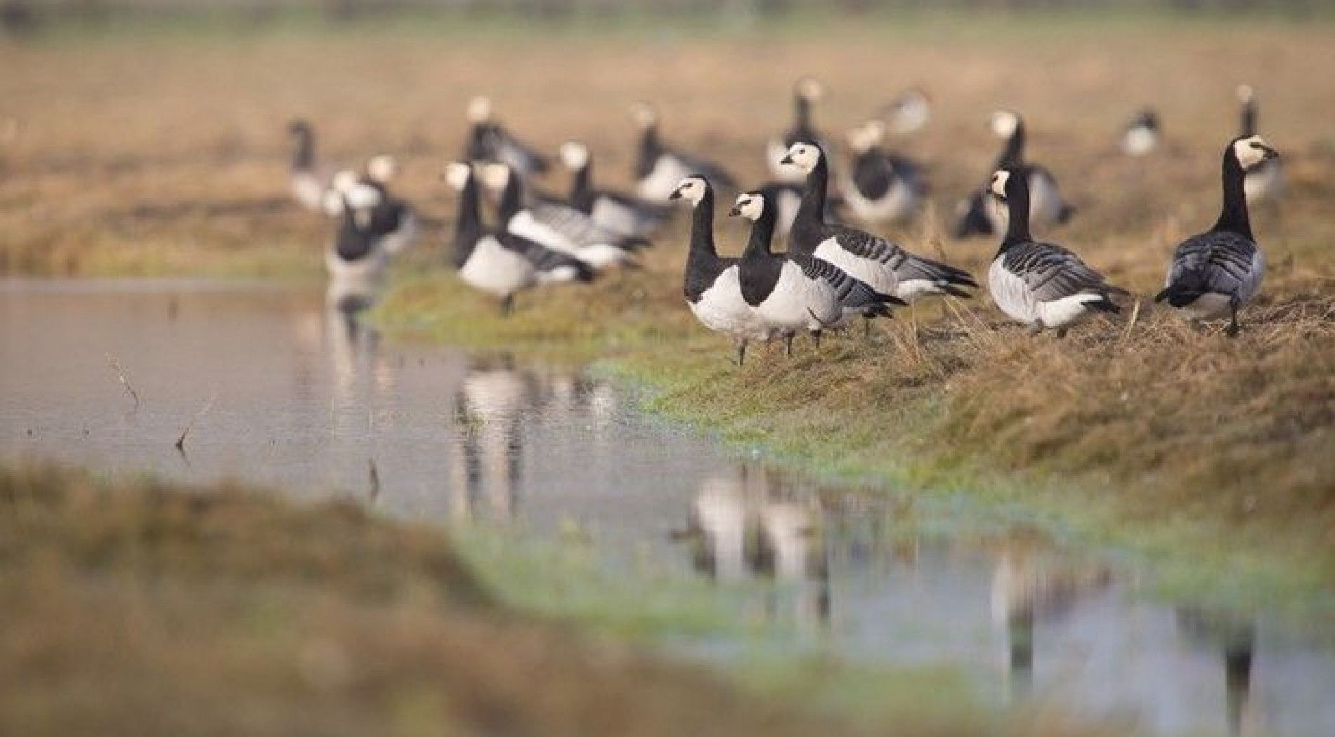 Brandganzen op Schier