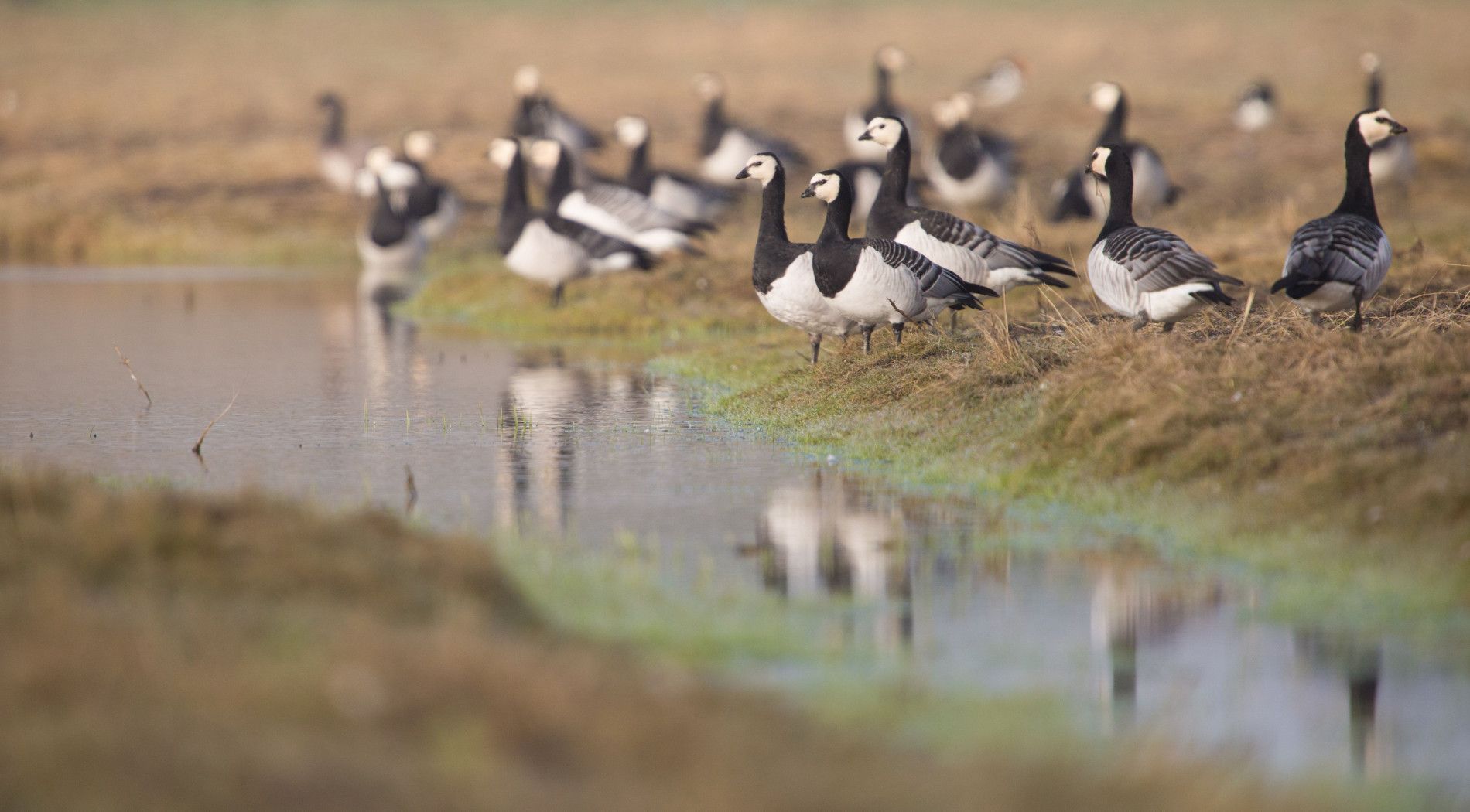 brandganzen op Schiermonnikoog