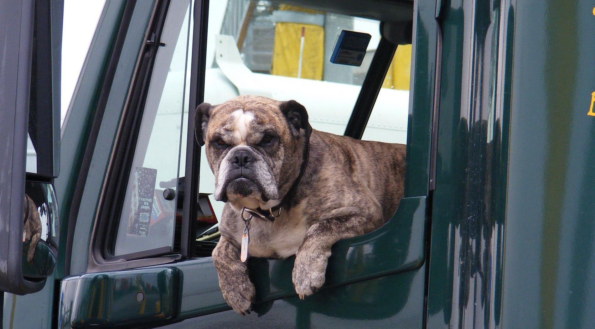 Hond op reis naar Schiermonnikoog