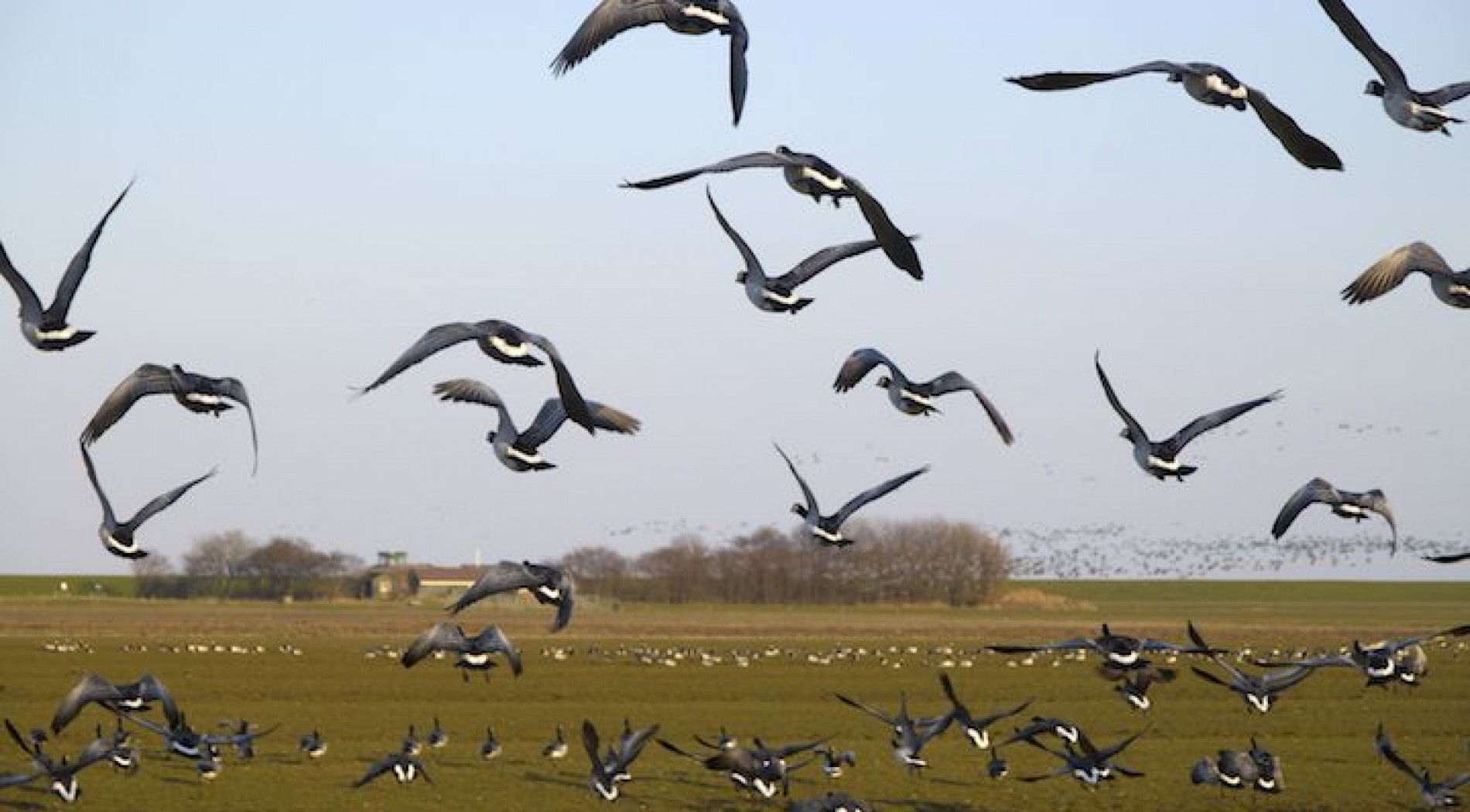 Vogels op Schier