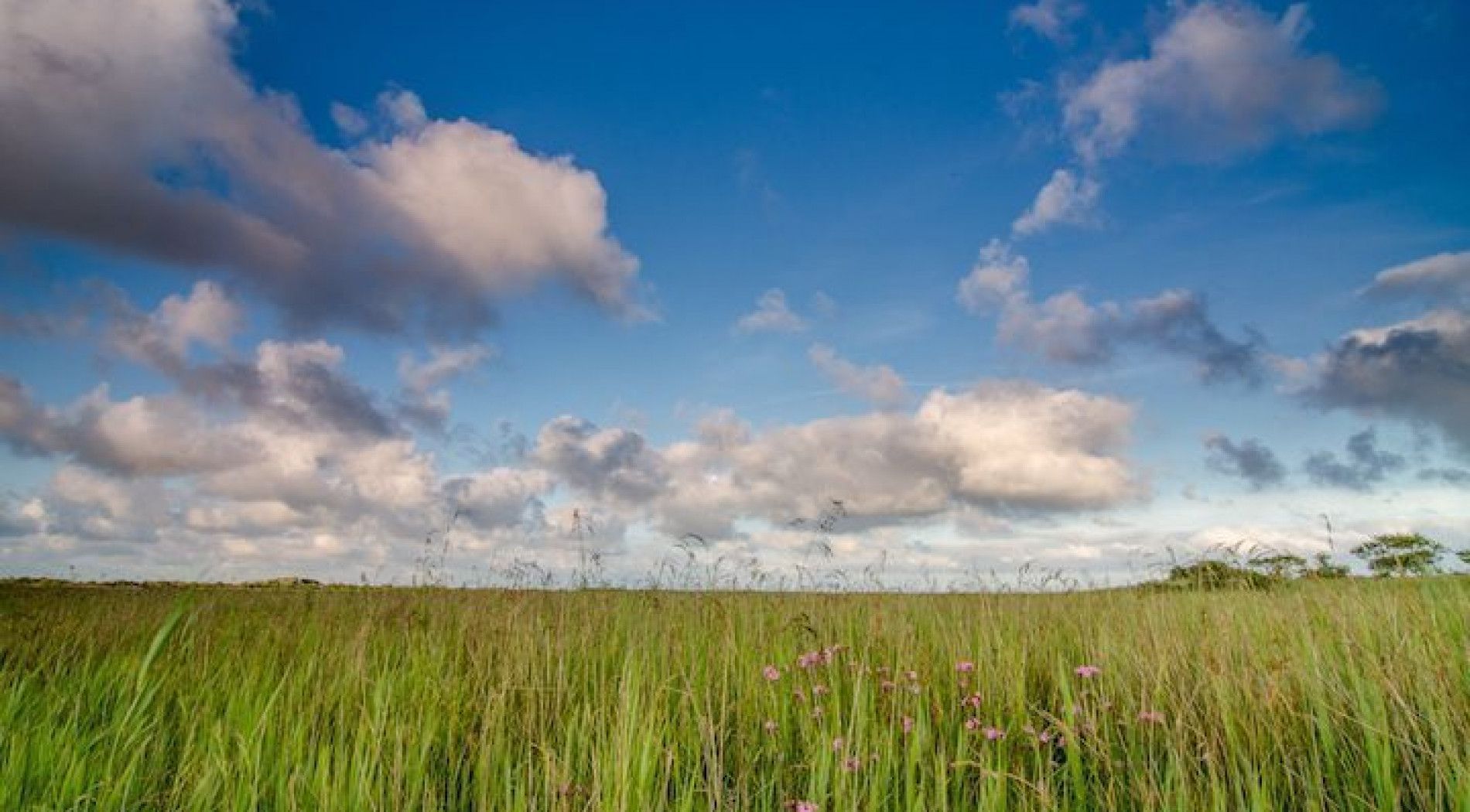 groene natuur