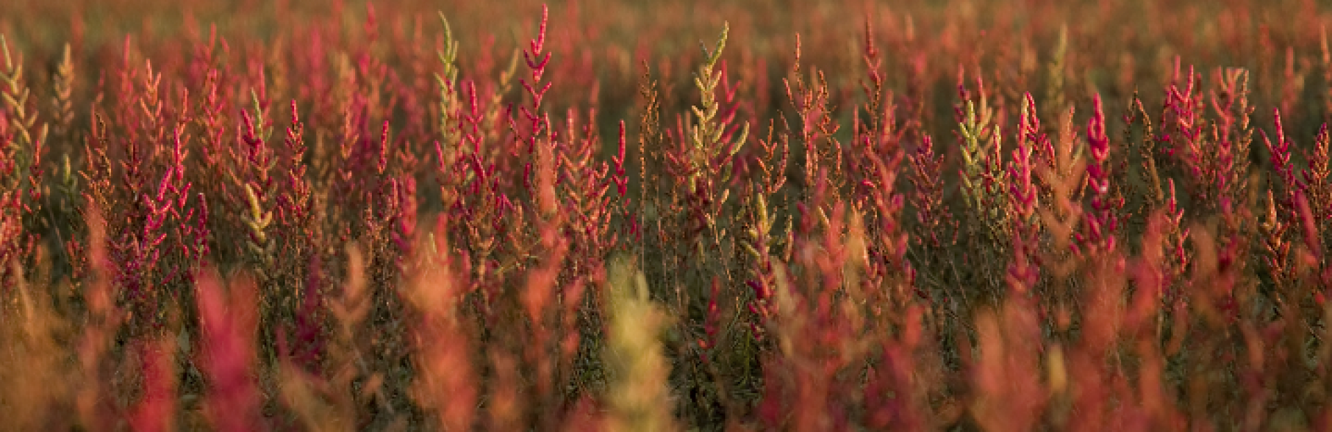 Flora op Schiermonnikoog