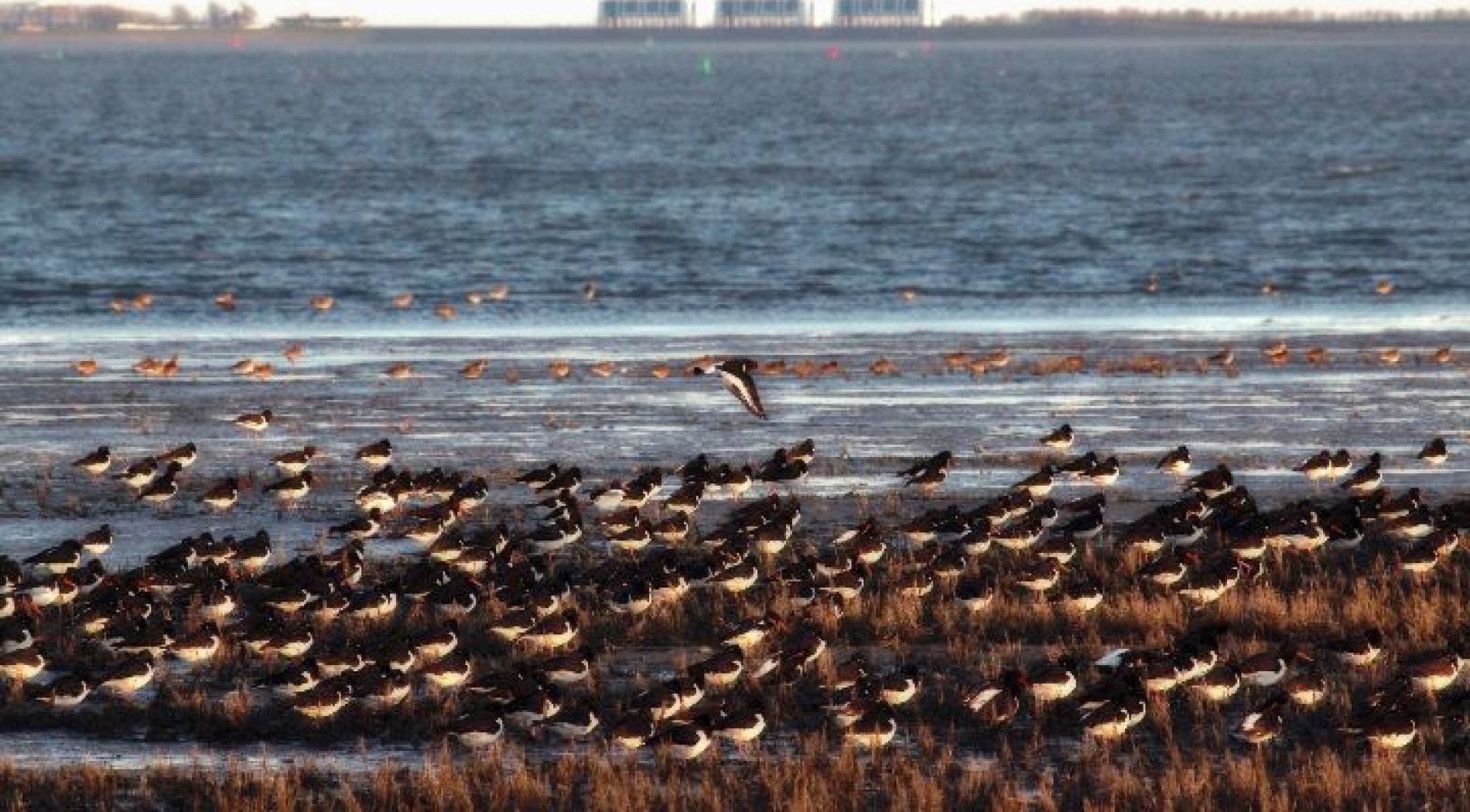 het aanwas op Schiermonnikoog