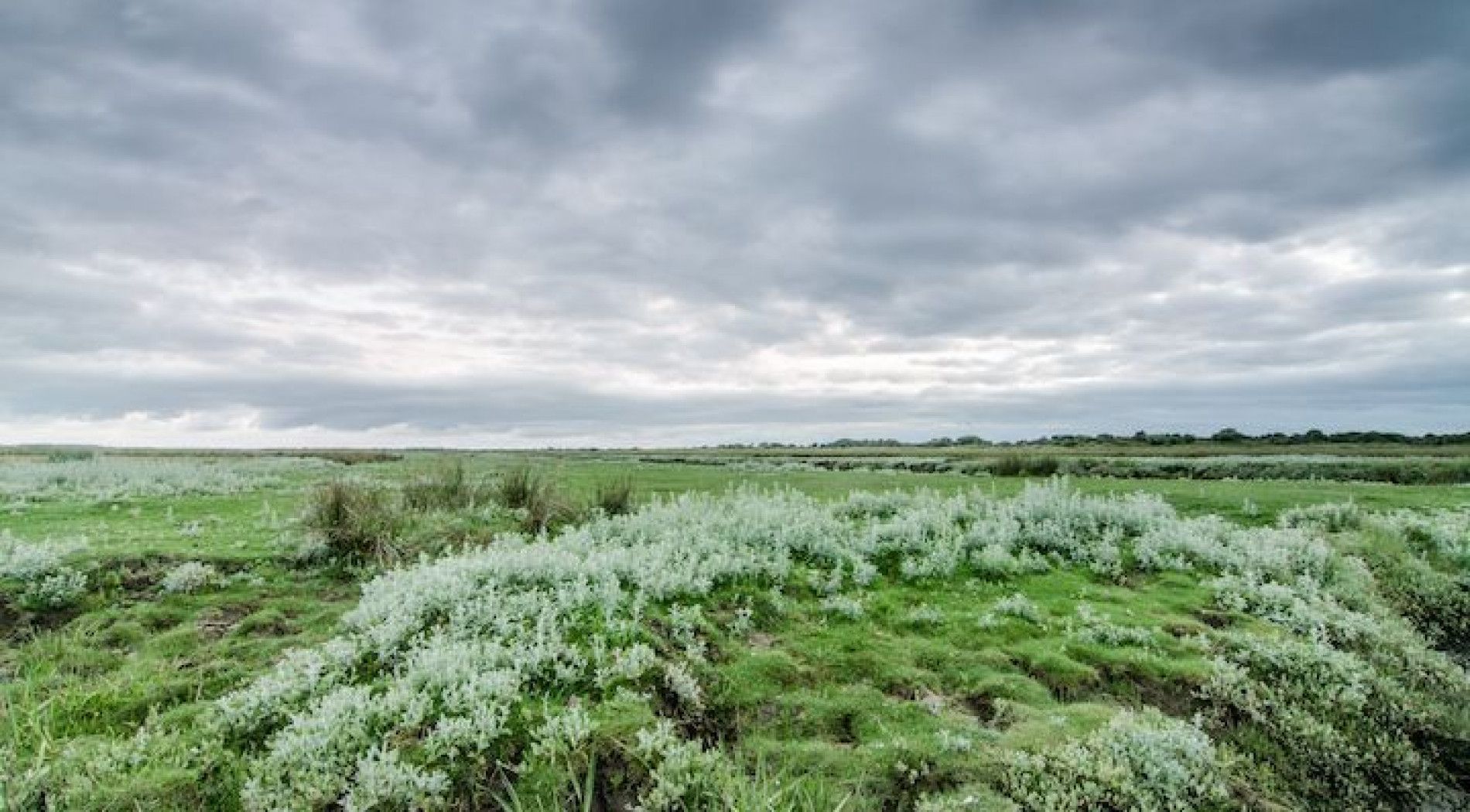 Pionierplanten op Schiermonnikoog