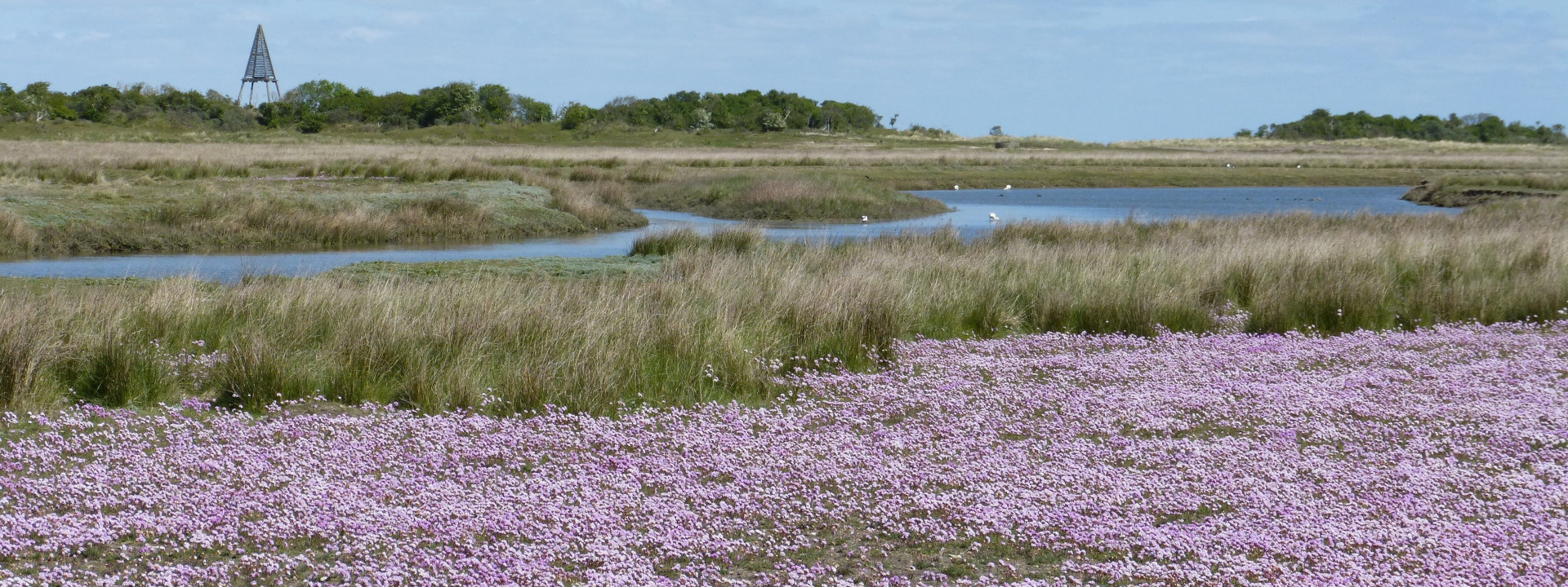 lamsoor op de kwelder op Schiermonnikoog