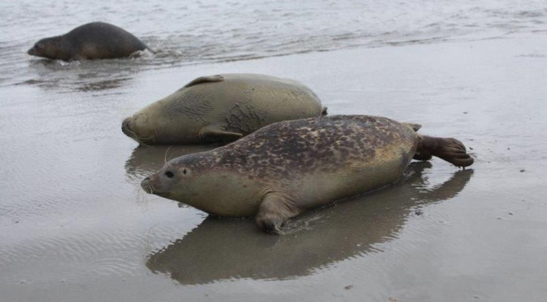 zeehonden op Schiermonnikoog