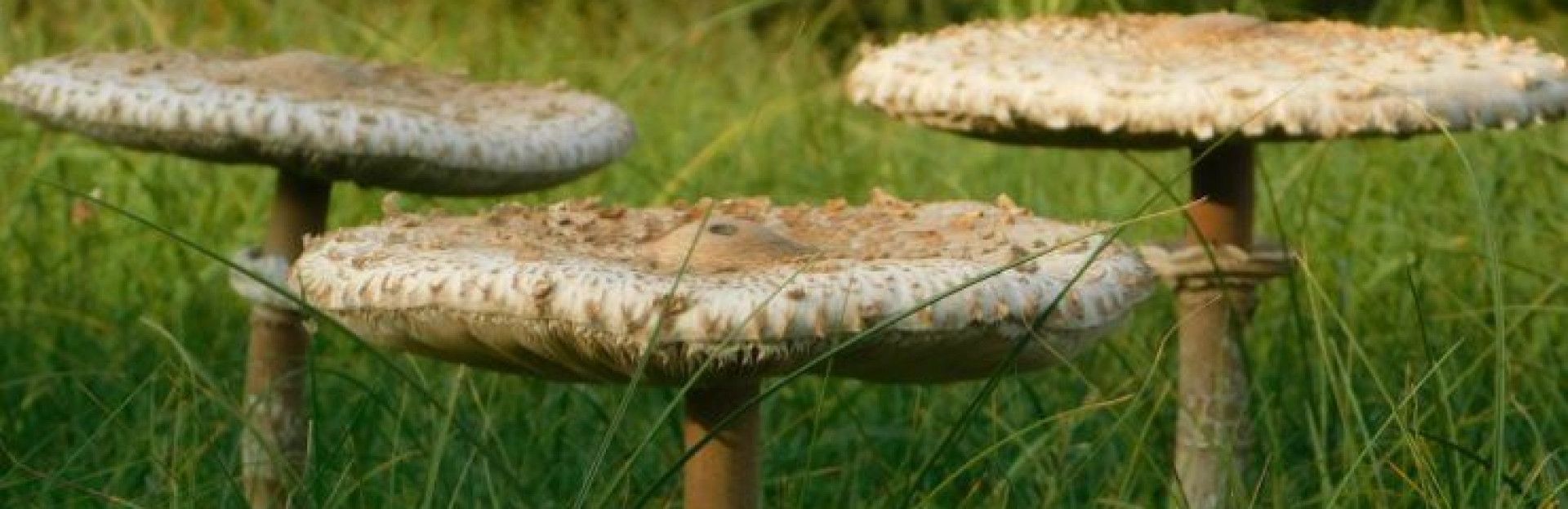 Paddestoelen Schiermonnikoog 