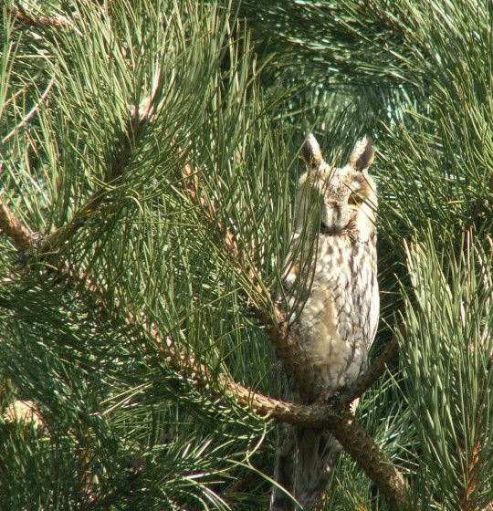 uil in het bos van schiermonnikoog