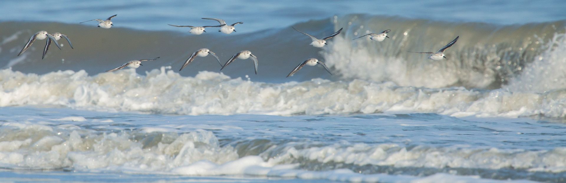 vogels op Schiermonnikoog