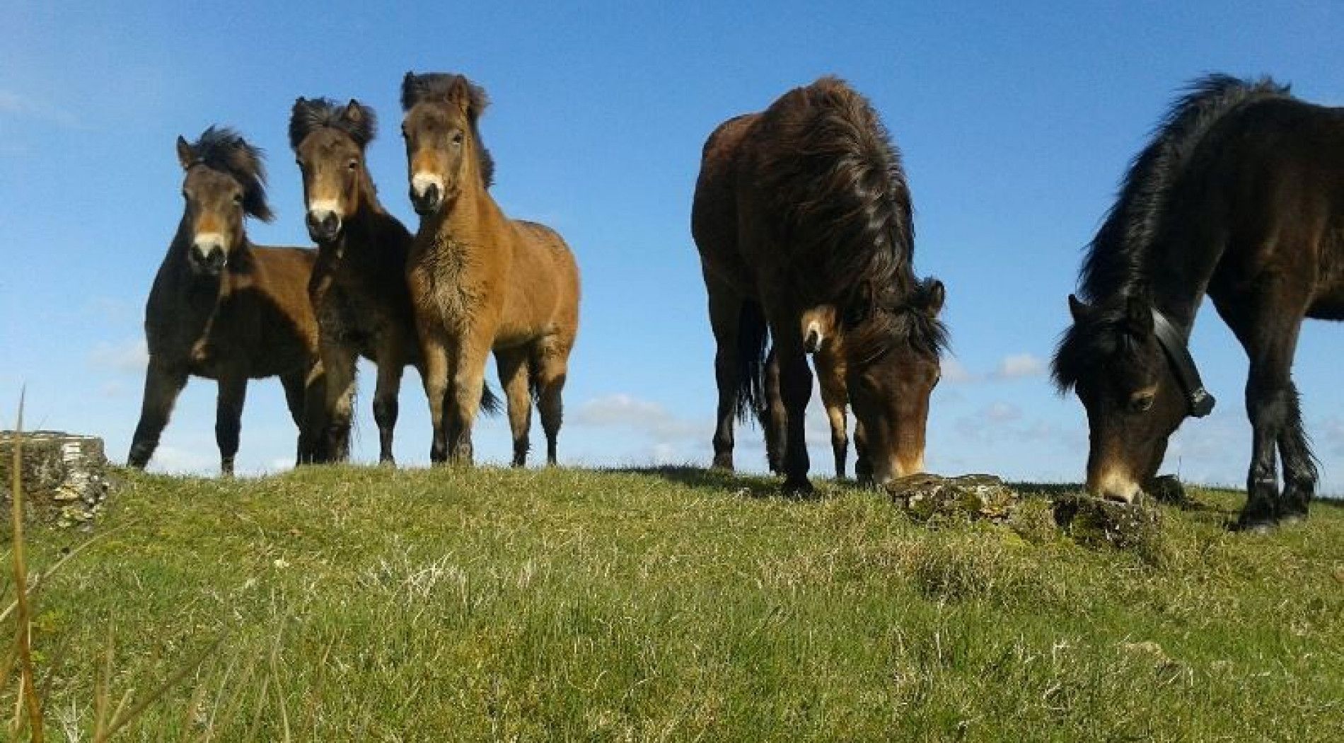 Exmoor pony's op Schiermonnikoog