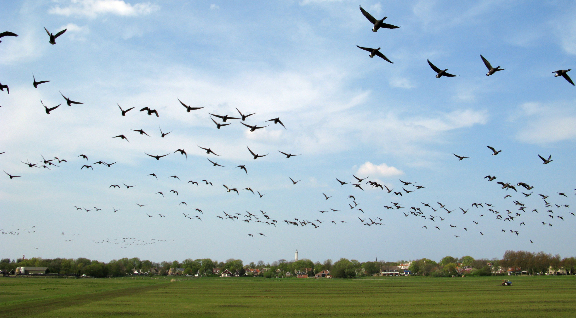 Banckspolder Schiermonnikoog vogelparadijs