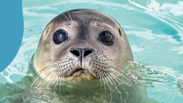 wandelen in november op Schiermonnikoog tijdens de wandelmaand