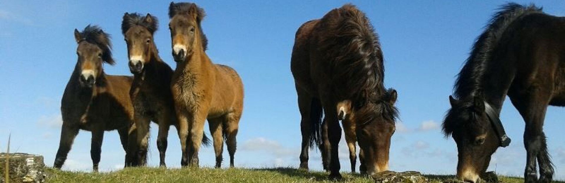 Stoere grazers op Schiermonnikoog