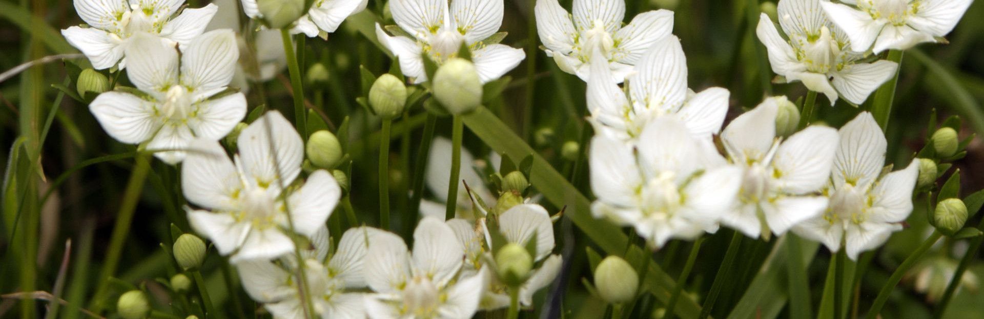 Parnassia op Schier