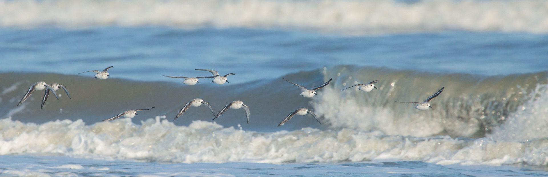 Vogels op Schier