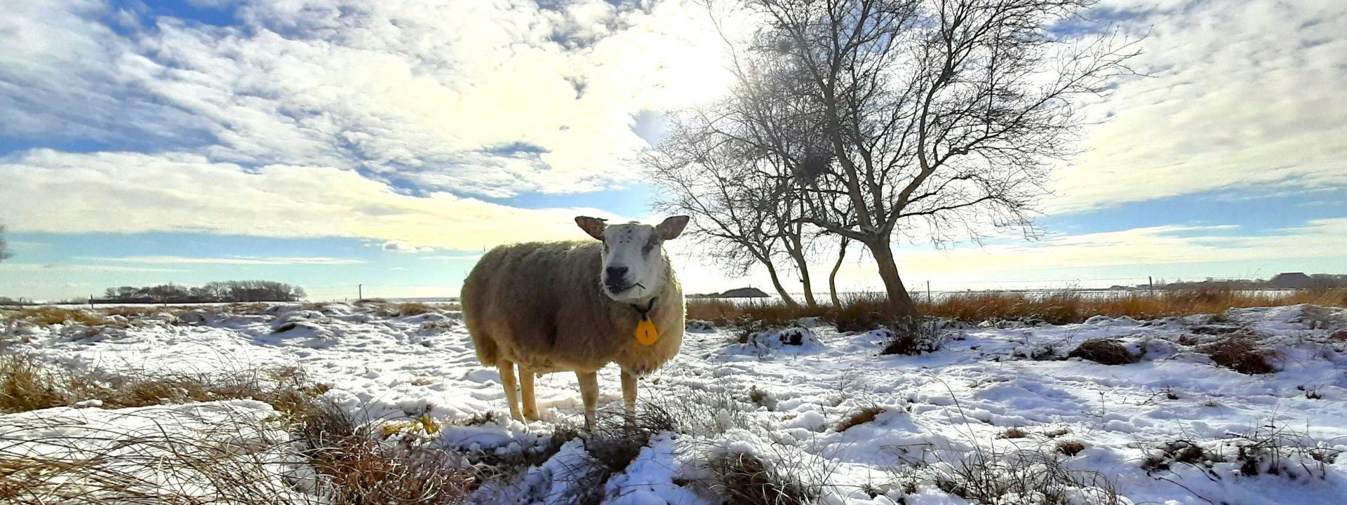 heerlijk wandelem in de duinen en op het strand van Schiermonnikoog