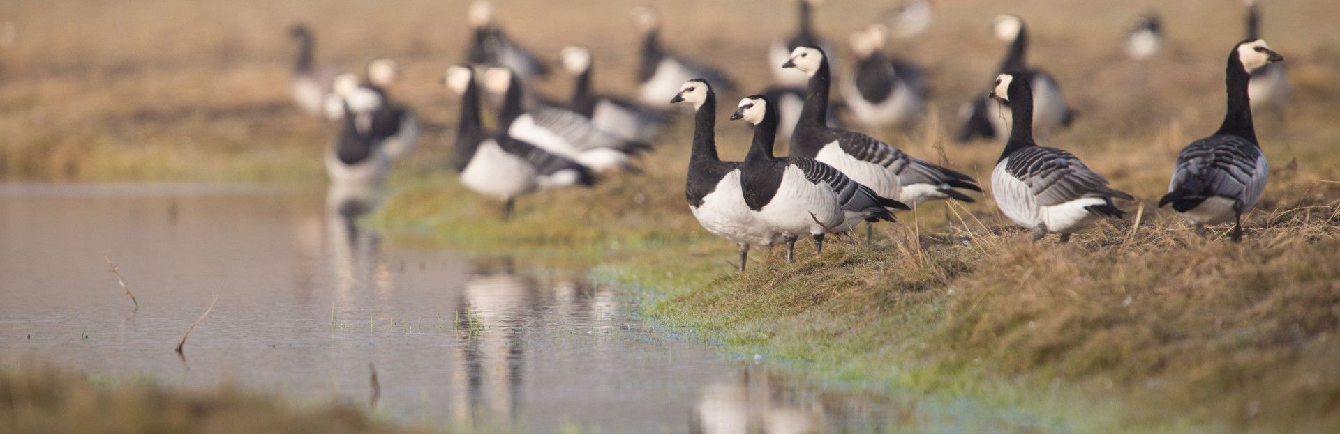 Vogels op schier