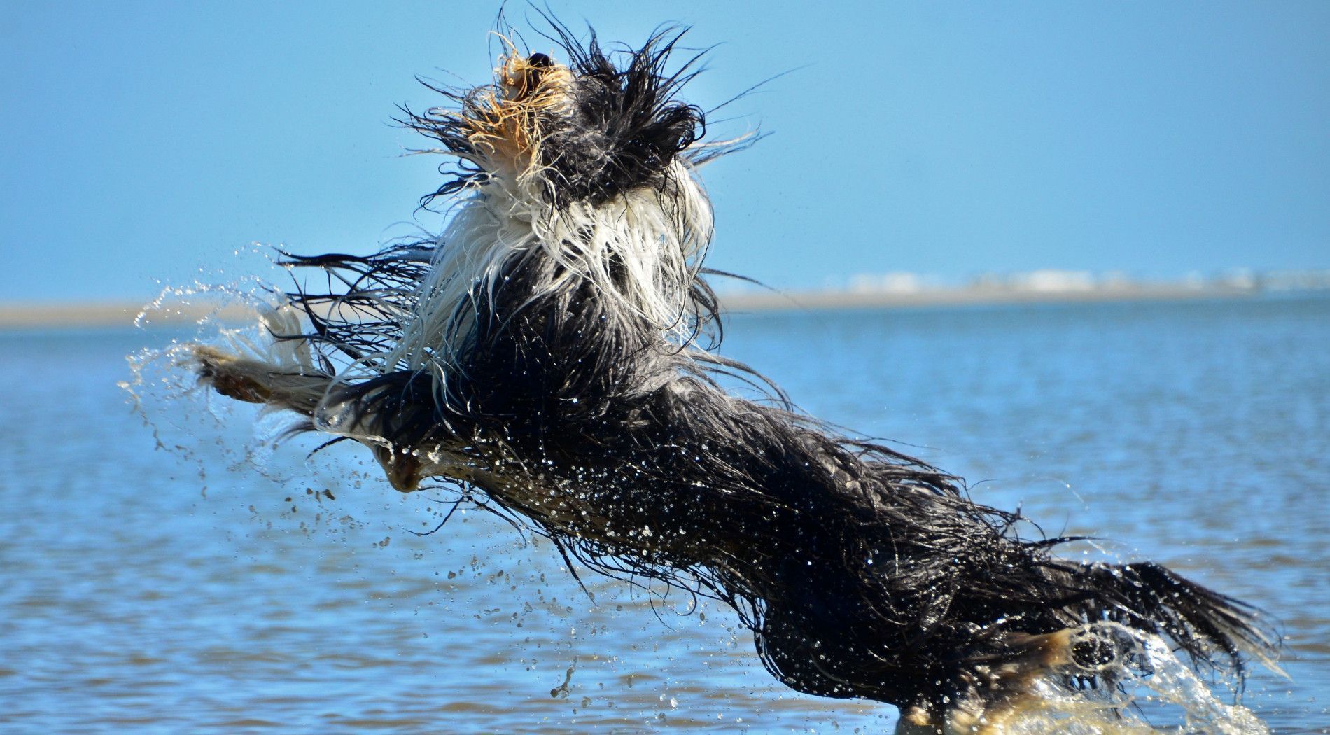 Op vakantie met hond naar Schier