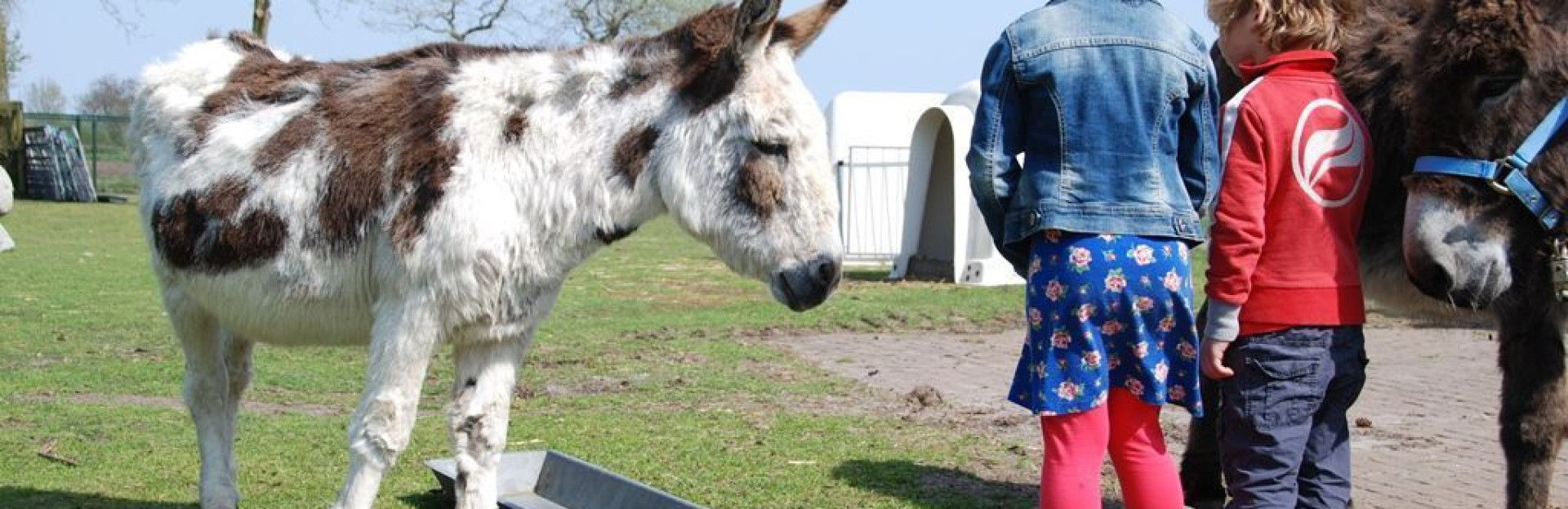 Dier en speelweide Witte Winde