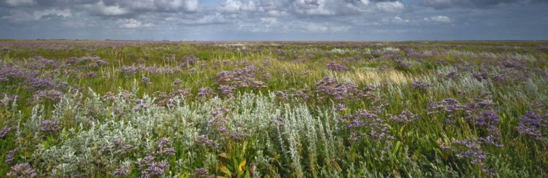 Natuurwandeling op het groene strand van  Schiermonnikoog