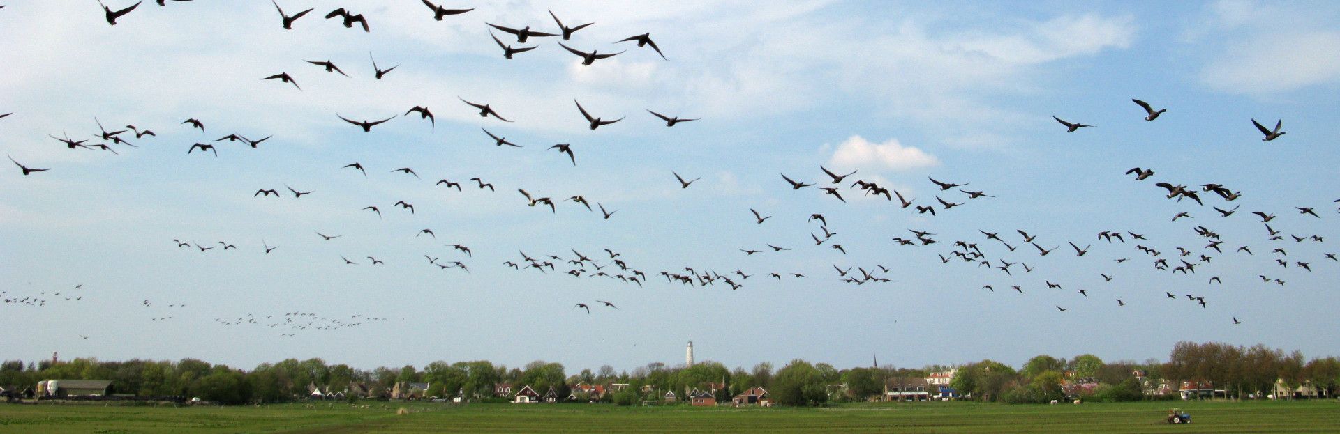 Trekvogels Schiermonnikoog