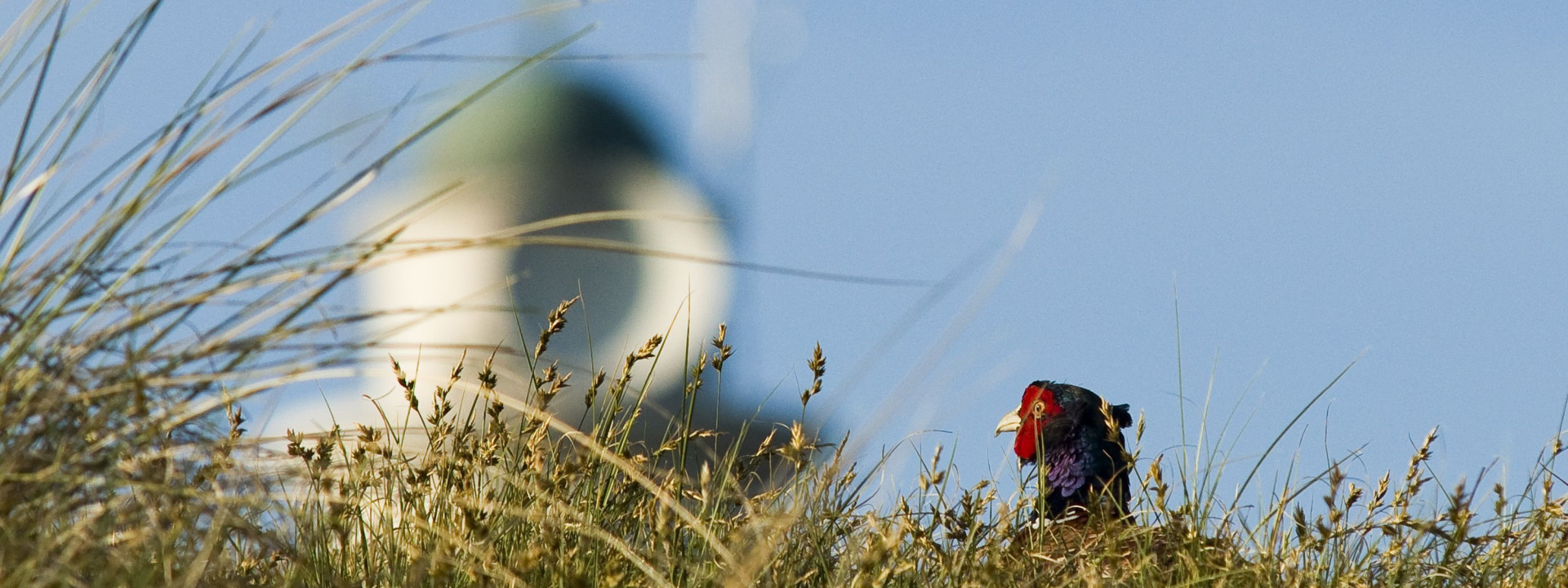 de vertrouwde lichten van de Schiermonnikoger vuurtoren