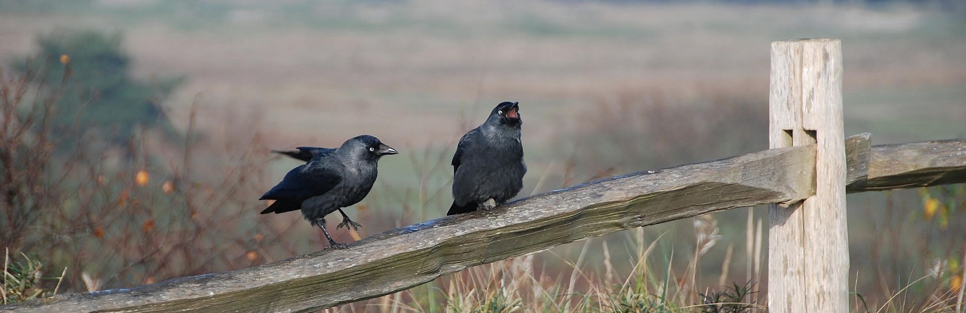 vogels op Schier