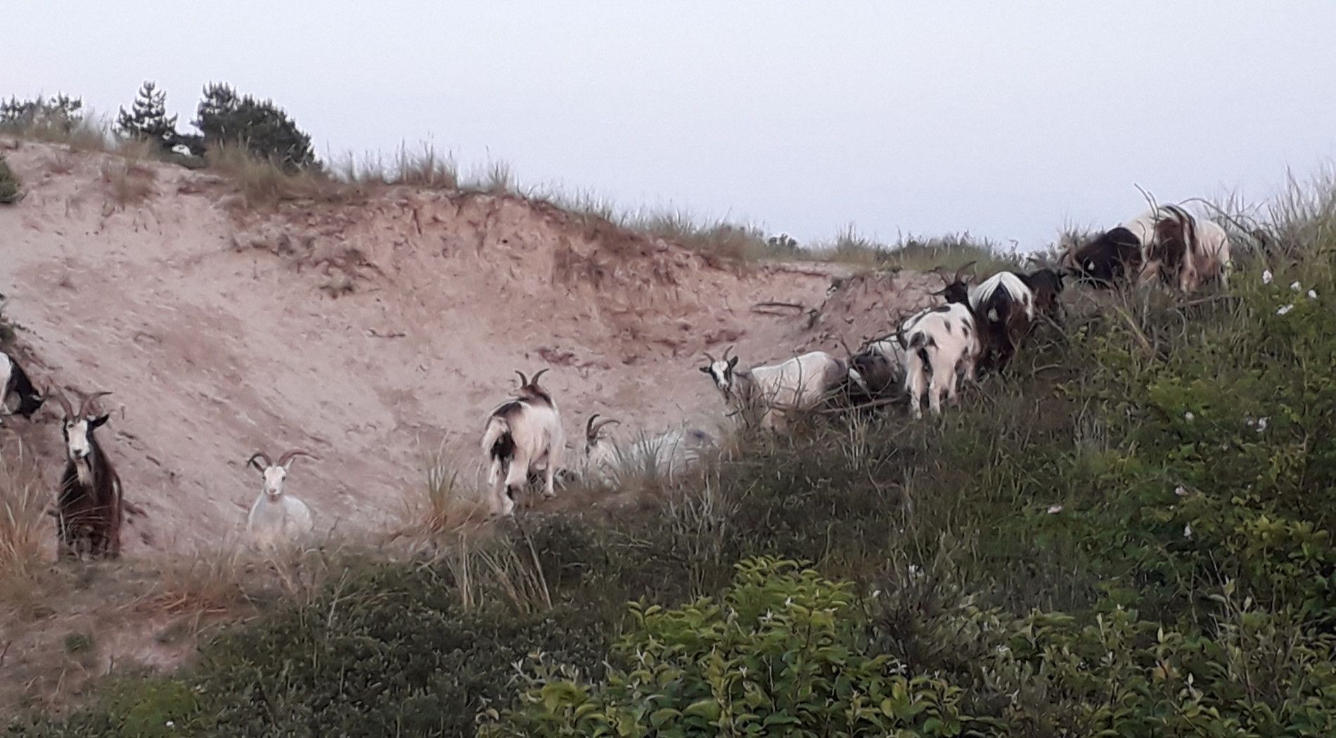 Landgeiten op Schiermonnikoog