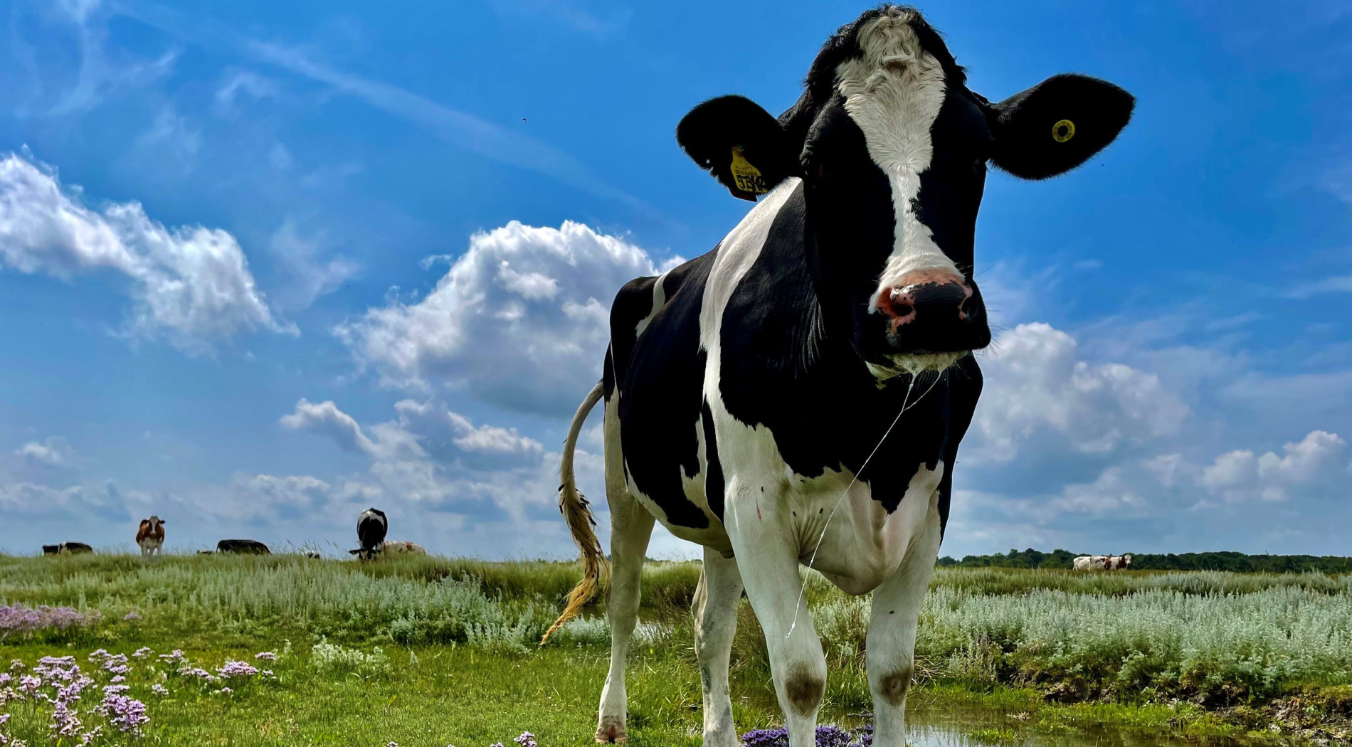 eilander koeien op de natuurwei