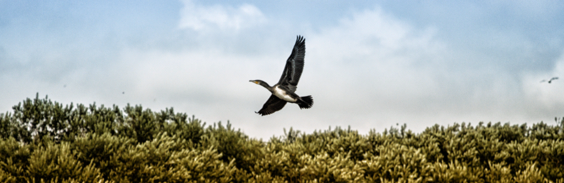 vogels op Schiermonnkoog