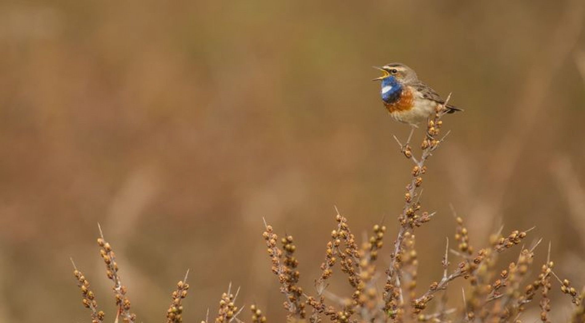 vogels op Schier